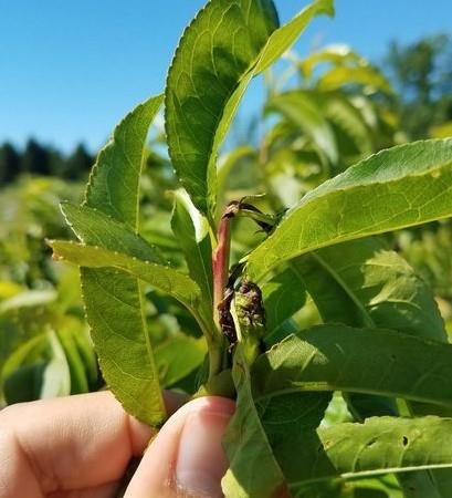 Management Considerations For Peach Orchards With Edge Damage From Oriental Fruit Moth